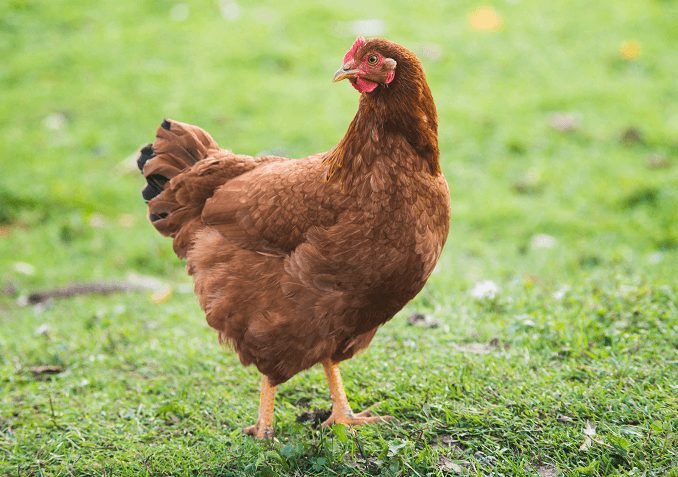 Rhode Island Red Tavuğu 