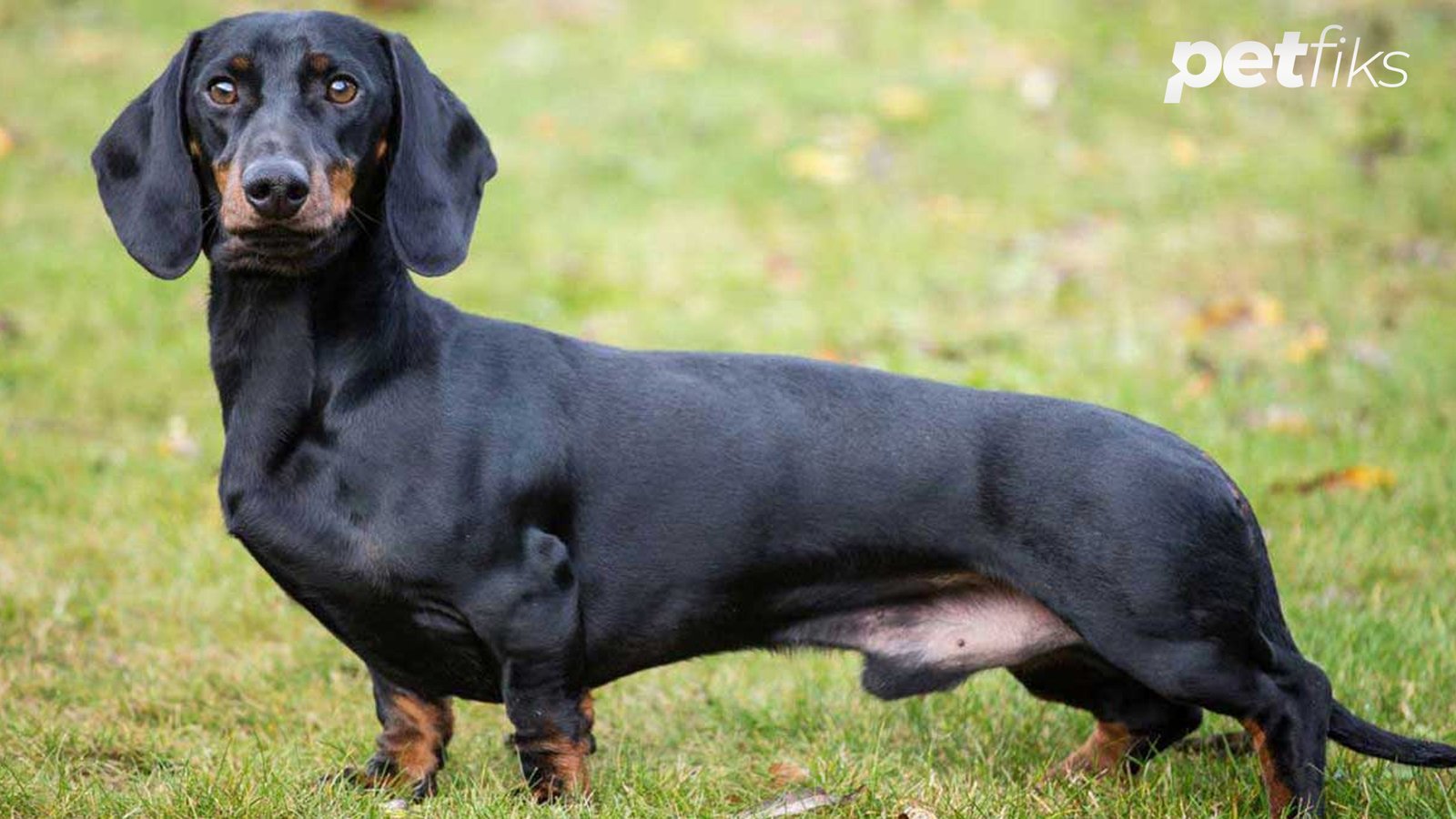 Sosis Köpeklerin Evde Bakımı Nasıl Olmalıdır?