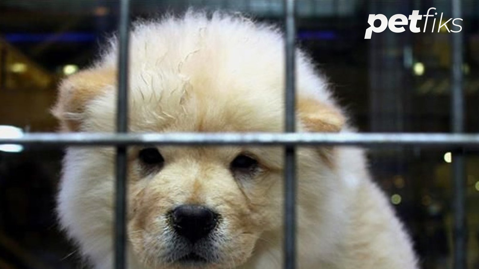 Petshoptan Alınan Hayvan İadesi