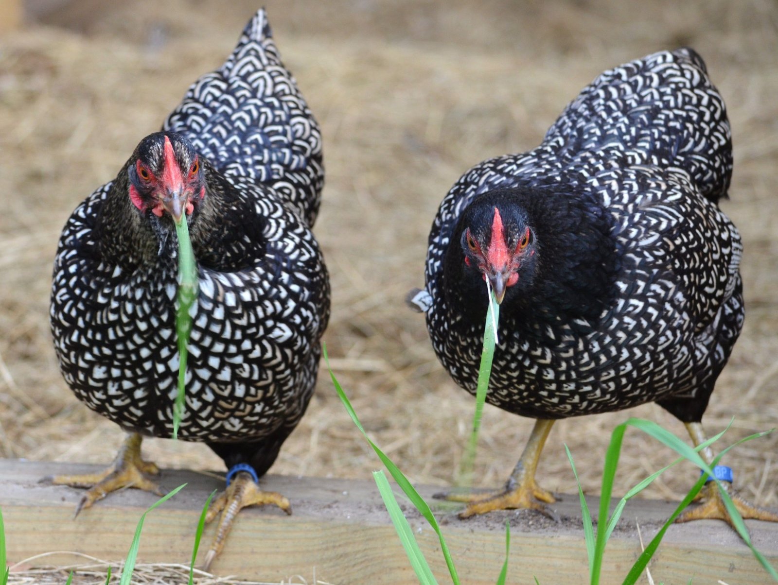 Barnevelder Tavuk Cinsi