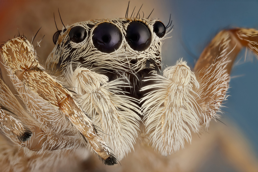 Focus-Stacking.jpg