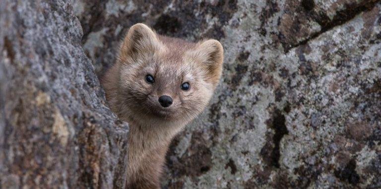 Tavuk Kümesi Sansardan Nasıl Korunur? Sansar Nasıl Öldürülür?