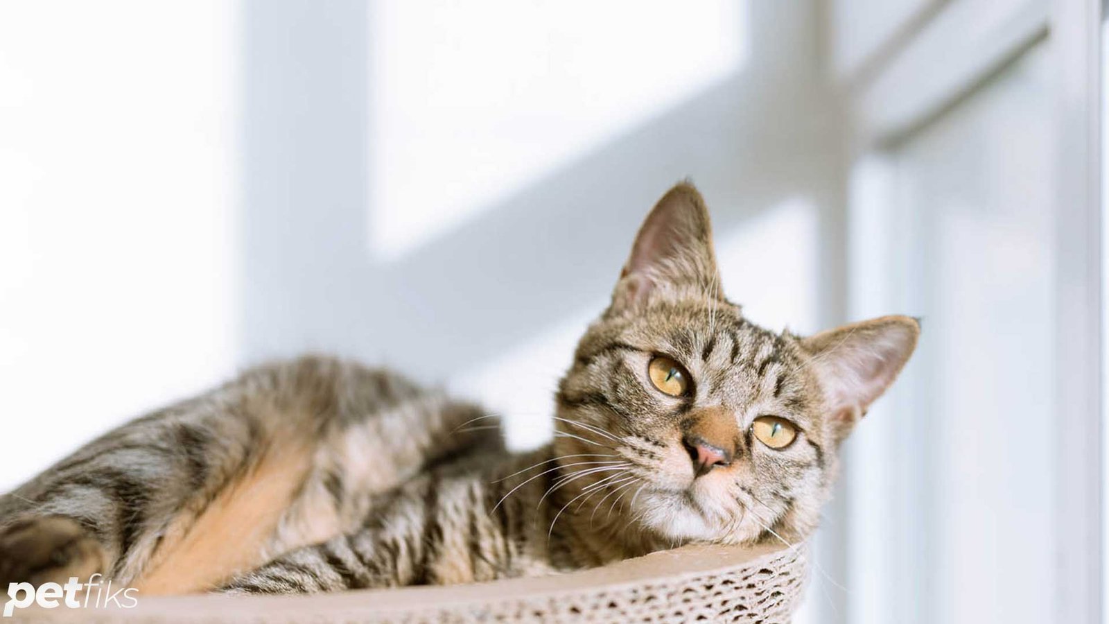 erkek-kedi-kisirlastirma.jpg