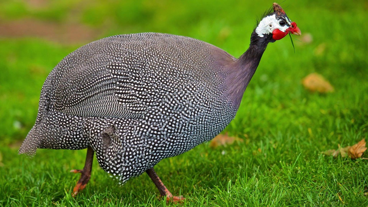 Beç Tavuğu Nasıl Yetiştirilir? Beç Tavuğu Bakımı Nasıl Olur?