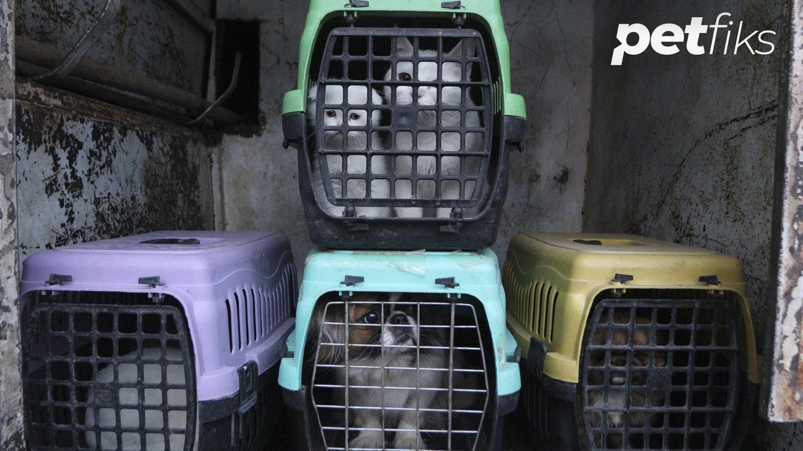 Petshoptan Alınan Hayvan İade Yasası