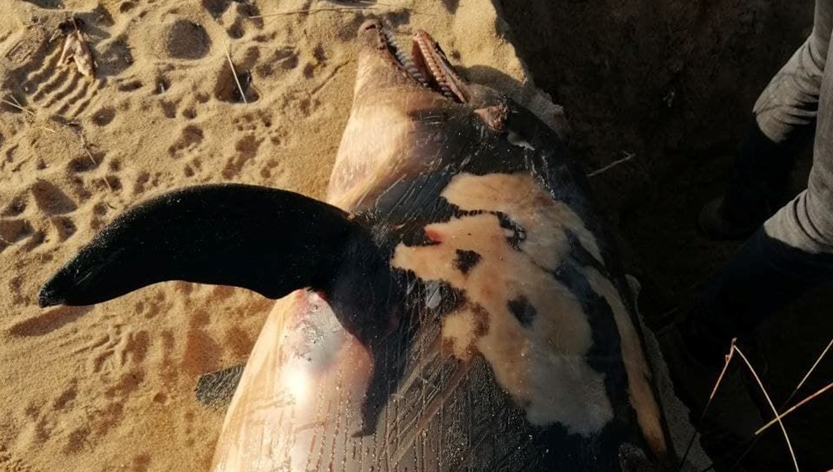 Balıkesir'de tüfekle vurulmuş bir yunus bulundu