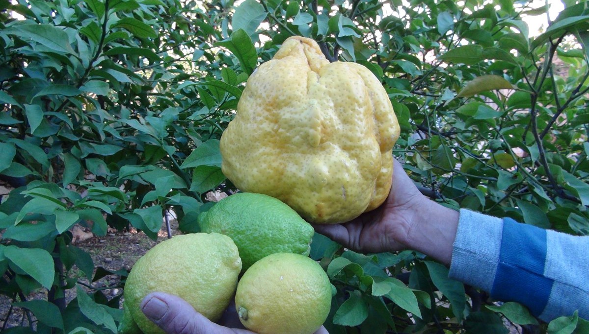 2 kilo 40 gramlık limon bin liraya satılacak