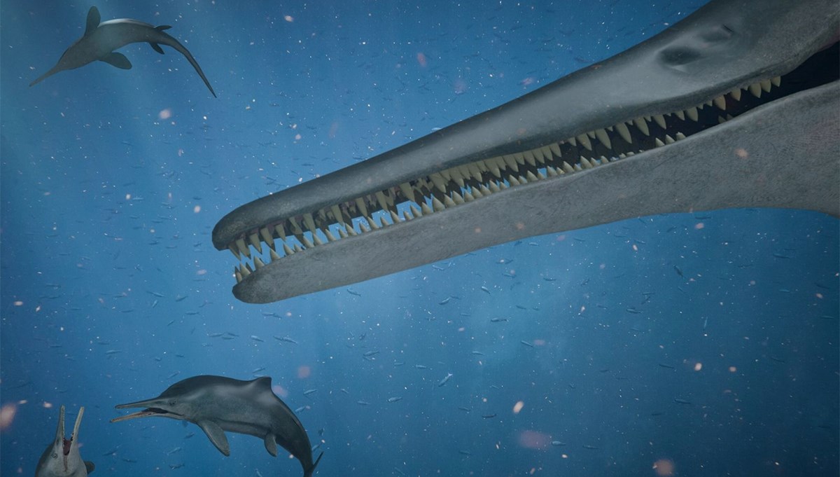 Yunusları ve balinaları tek lokmada çiğnedi: Devasa bir deniz canlısı türü keşfedildi