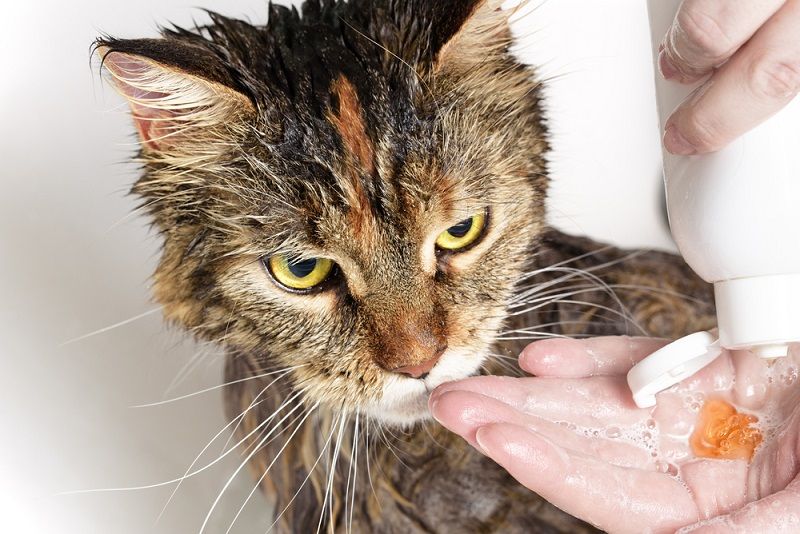 Kedi Normal Şampuanla Yıkanır Mı?