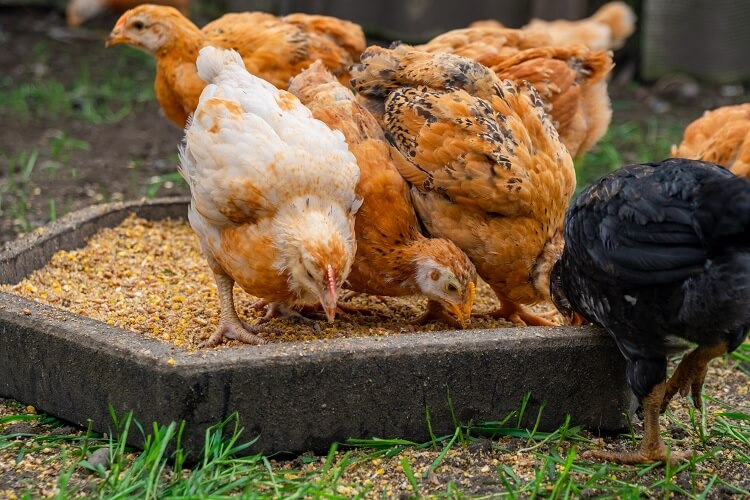Tavuklar Nasıl Yumurtlatılır? Tavuklardan Nasıl Daha Fazla Yumurta Alınır?