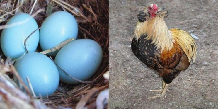 Mavi yumurtlayan tavuklar 