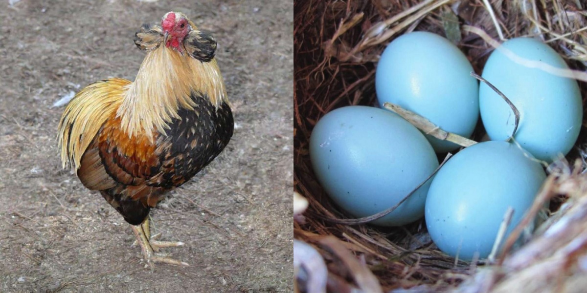 Mavi Yumurtlayan Tavuk Araucanas Bakımı Nasıl Olur?